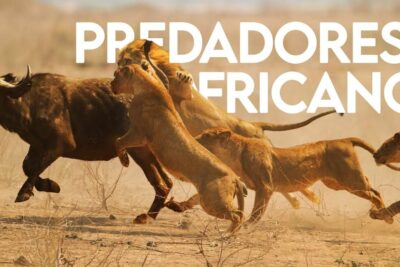 Pride of lions attacking a buffalo in a dusty savannah hunt, vida selvagem 3