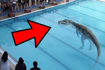 Large crocodile-like vilda djur floating in a public swimming pool while spectators watch