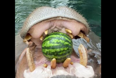 Close-up of a hippopotamus holding a watermelon in its mouth at zoologiske haver 2.